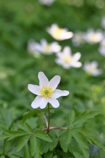 Wood anemone (Anemone nemorosa), flower, close-up, early bloomer, spring, Wilnsdorf, North