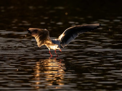 A black-headed gull just in front of diving into the water, blue hour, North Rhine-Westphalia,