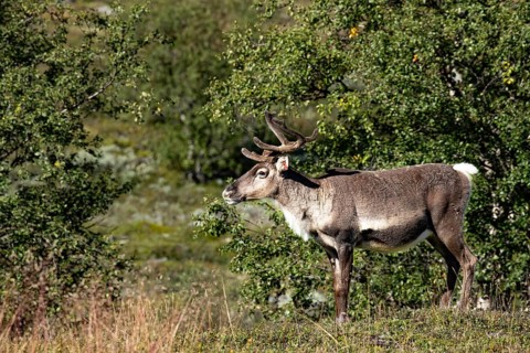 A reindeer stands in a green woodland area, surrounded by trees, wild mountain reindeer (Rangifer