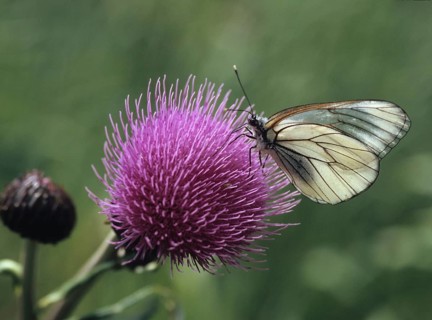 Aporia crataegi, tree whitening, black-veined white, black-winged white, butterfly, backlight,