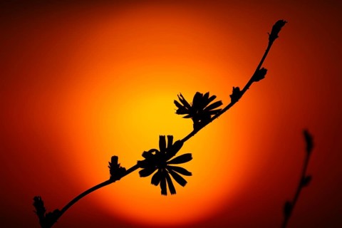 The silhouette of a wildflower stands out against the rising sun, Frankfurt am Main, Hesse, Germany