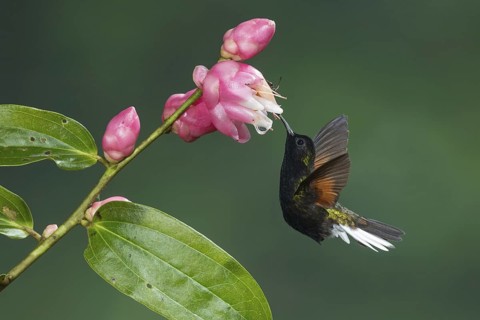 Black-bellied Hummingbird (Eupherusa nigriventris), Costa Rica