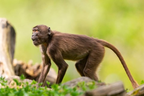 Gelada (Theropithecus gelada) female walking over a meadow, captive, distribution africa