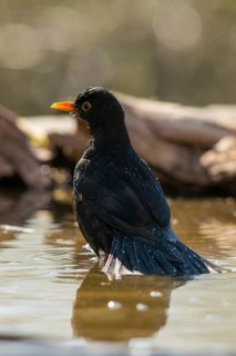 Blackbird, Turdus Merula, Bath, Bird Bath, Birds, Portrait Format, Passeri, Songbirds, Potions,
