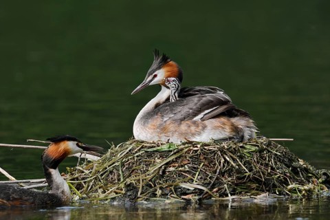 Great Crested Grebe (Podiceps Scalloped ribbonfish) feeding chicks on the nest, North