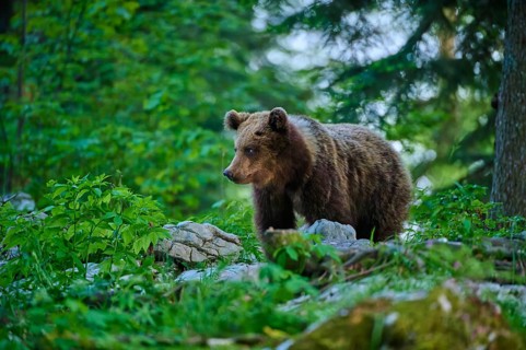 A bear cautiously surveys its surroundings in the forest: European brown bear (Ursus arctos),
