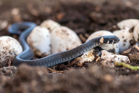Grass Snake, Natrix Natrix, Grass Snake, Clutch, Critters, Eggs, Reptilia, Reptilia, Reptiles,