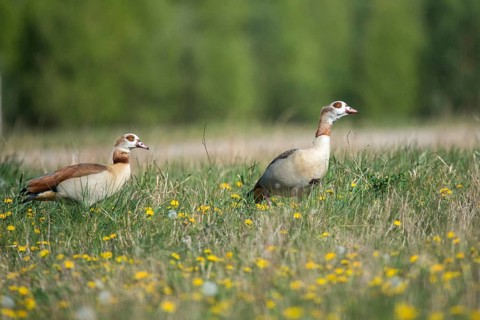 Alopoch aegyptiacus, Egyptian goose, Nile goose, Anatidae, birds, duckbirds, goose, geese, birds,