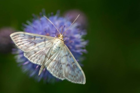 Mother of pearl, stingworm, patania ruralis, pleuroptya ruralis, butterfly, insects, moths, moths,