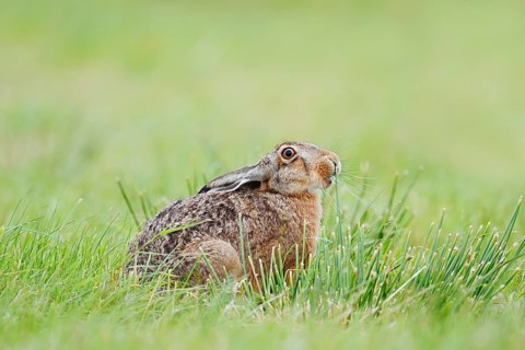 European hare (Lepus europaeus) sitting in a meadow, North Rhine-Westphalia, Germany