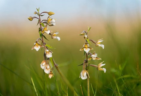 Common marsh root, epipactis palustris, orchidaceae, orchids, orchid family, swamp sitter, marsh