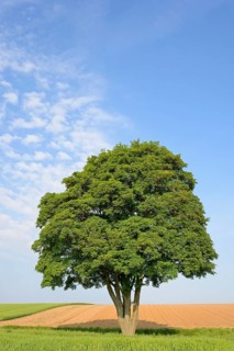 A solitary maple tree (Acer) in a field, blue cloudy sky, North Rhine-Westphalia, Germany
