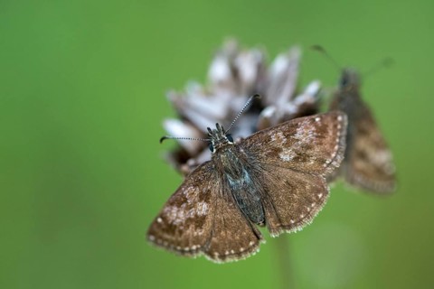 Dingy skipper, dark-headed butterfly, insects, butterflies, insects, butterflies, butterflies,