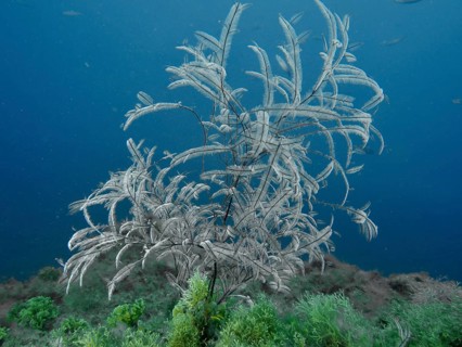 An elegant cnidarian, the Philippine fern (Macrorhynchia philippina), in the blue sea with lush