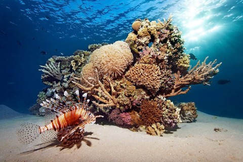 Stony coral block with various Acropora stony coral (Scleractinia), common lionfish, (Pteroi miles)