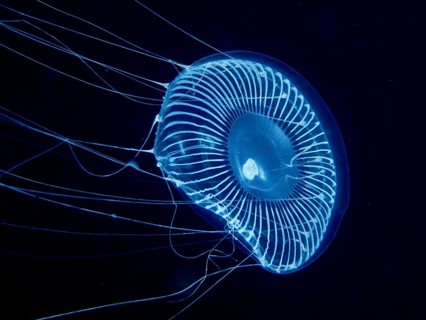 A bright blue jellyfish, the crystal jellyfish (Aequorea forskalea), in dark water, dive site,
