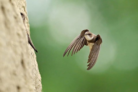 Sand martin (Riparia riparia), approaching the breeding tube, Reussegg nature reserve, Canton