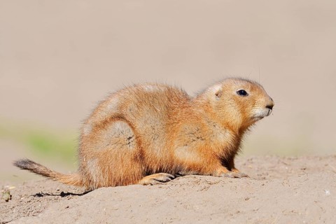 Black-tailed prairie dog (Cynomys ludovicianus), North America