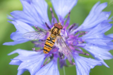 Common hoverfly (Eupeodes corollae) adult insect feeding on a Cornflower flower in summer, Suffolk,