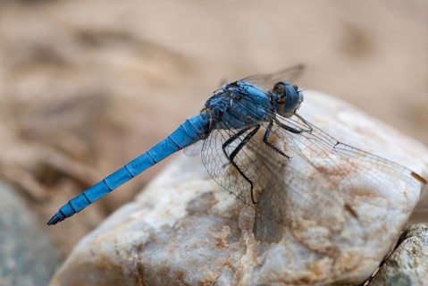 Orthetrum Brunneum, Southern Skimmer, Southern Blue Arrow, Anisoptera, Blue Arrow, Damselflies,