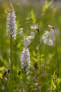 Cyperaceae, Dactylorhiza fuchsii, Eriophorum angustifolium, fox orchid, fox fingerwort, fox