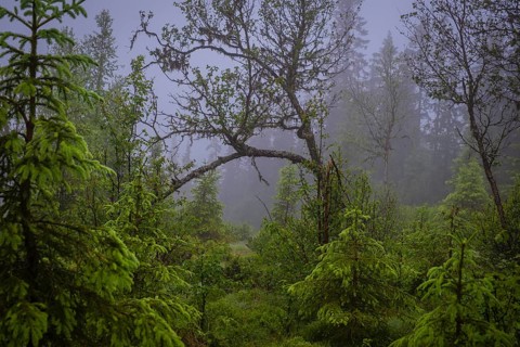 View through young firs on a curved branch of a tree in drizzle, Gol, Halligdal, Buskerud, Norway