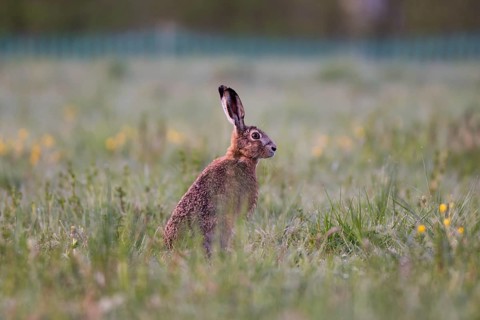 European hare (Lepus europaeus) in wet tall grass, Stuttgart, Rosensteinpark, Baden-Württemberg,