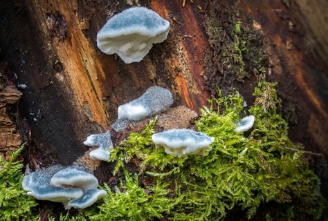 Blue sap porling, blue sap porling, conifer blueing bracket, oligoporus caesius, postia caesia, sap