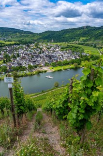 The wine town of Pünderich, in the district of Cochem-Zell, on the Moselle, view from the vineyards