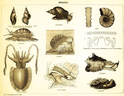 Molluscs, types of snail, coiled shell of a mud snail (I) and a spindle snail (II) tiger snail,