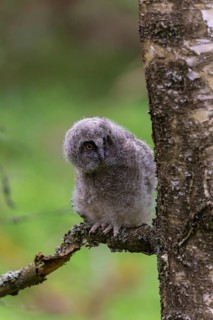 One young long-eared owl (Asio otus), sitting on a branch of a tree. Green vegetation in the