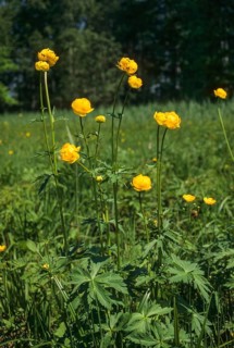 Budabin seed, buttercup, butter ball, butterrose, globe flower, goldhead, buttercup family, ball