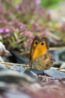 Browned ox eye, gatekeeper, yellow ox eye, maniola tithonus, ox eye, Pyronia tithonus, rust brown