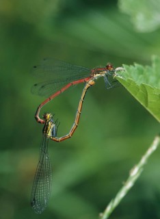 Adonis dragonfly, early Adonis dragonfly, large red damselfly, pyrrhosoma nymphula, couple,