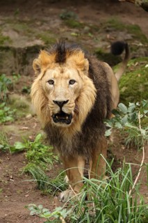 A lion with an impressive mane stares alertly in a natural setting, Asiatic Lion (Panthera leo