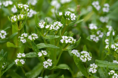 Valerian, common rapute, common rapute, common rapute, mouse ear salad, nutlets, rapunzel, rapuzel,