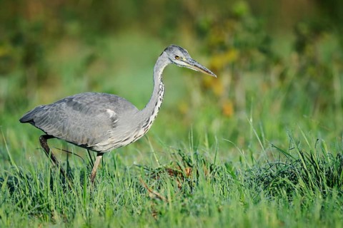 Grey heron (Ardea cinerea) foraging in a meadow, North Rhine-Westphalia, Germany