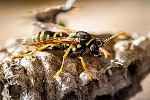Close-up of a wasp on a nest, with yellow and black stripes, field wasps on their abandoned nest