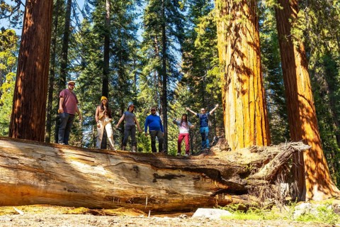 Group of diverse friends visiting sequoia national park, enjoying the california forest while