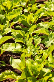 Beetroot seedlings (Beta vulgaris) in the garden in the sunshine, Ternitz, Lower Austria, Austria