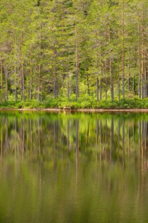 View of the reflection of a forest in the water of Lake Kaldvatn, Kviteseid, Telemark, Norway