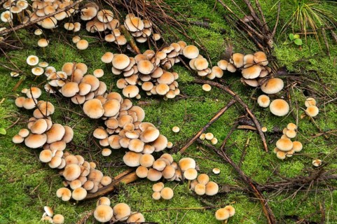 Agaricus marginatus, hermit sulfur head, sociable sulfur head, hypholoma marginatum, naematoloma