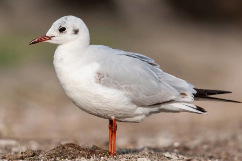 Black-headed gull, Chroicocephalus ridibundus, black-headed gull, Larus ridibundus, birds,