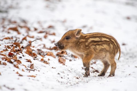 Wild boar (Sus scrofa) in the snow, fresh boar, Melle, Lower Saxony, Germany