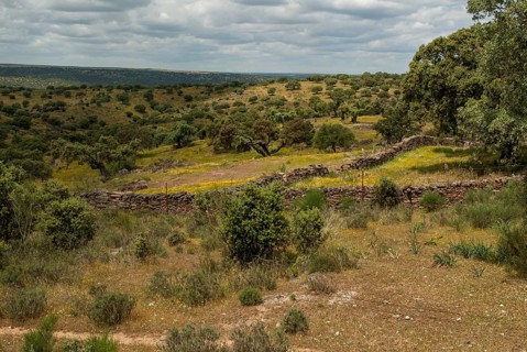 Countries, Dehesa, Extremadura, cultural landscape, landscape, countries, travel, Spain, travels