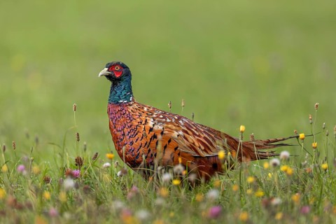 The much shorter tail feathers of the pheasant cock (Phasianus colchicus) are clearly visible,