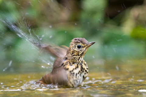 Song Thrush (Turdus philomelos), an adult bird bathing at length in shallow water, Hesse, Germany