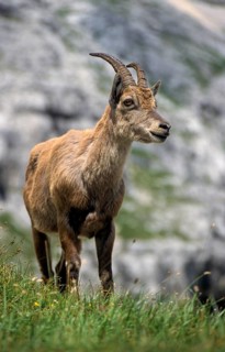 Alpine ibex, artiodactyla, capra ibex, even-toed ungulate, cloven-hoofed, Slovenia, ibex, Triglav