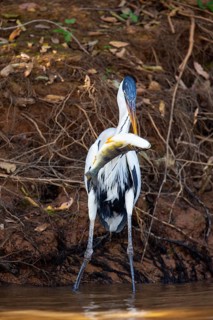 Cocoi Heron (Ardea cocoi) Pantanal Brazil