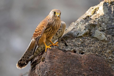 Kestrel (Falco tinnunculus), Gerolstein, Rhineland-Palatinate, Germany